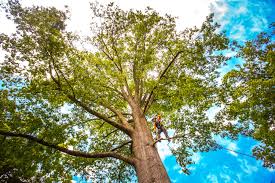 Why Choose Our Tree Removal Services in Prosser, WA?