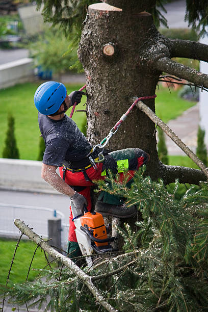 Best Tree Mulching  in Prosser, WA