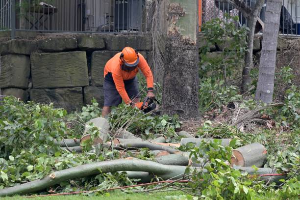 Best Tree and Shrub Care  in Prosser, WA